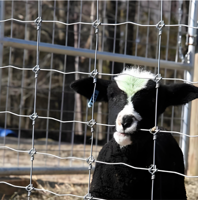Hot-dipped Galvanized Class A Deer Fence with Hinge Joint and 2.0m Height Game Fencing Roll